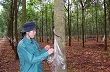 Nâng cao đời sống công nhân ngành cao-su 